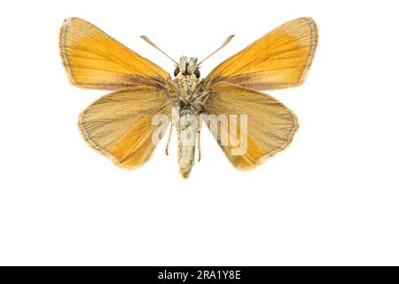 Kleiner Kapitän (Thymelicus sylvestris, Thymelicus flavus), weiblich, Unterseite, ausgeschnitten, Niederlande Stockfoto