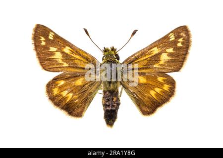 Skipper mit Silberflecken, Skipper mit Common-Branding, holarktischer Grasskipper (Hesperia-Komma), weiblich, oben, ausgeschnitten Stockfoto