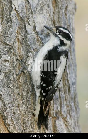 Downy Woodpecker (Dryobates pubescens, Picoides pubescens), Frau, die auf einem Baumstamm sitzt, USA, Kalifornien Stockfoto