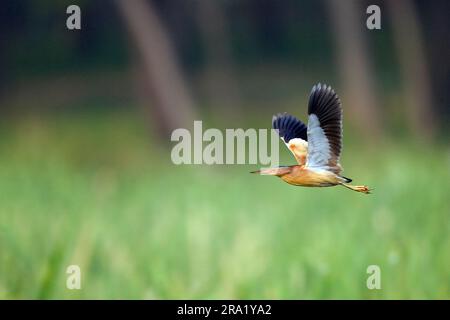 Chinesische kleine Bitter (Ixobrychus sinensis), die über das Sumpfgebiet an der Ostküste Chinas, China, fliegen Stockfoto