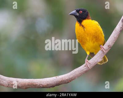 vitellinmaskenweber (Ploceus vitellinus), hoch oben auf einem Ast, Gambia, Farabanta Stockfoto