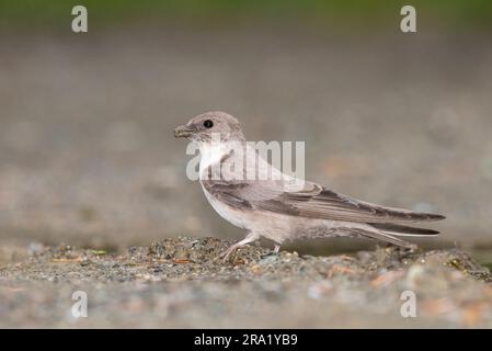 Crag martin (Ptyonoprogne rupestris, Hirundo rupestris), Nestmaterial am Boden sammeln, Seitenansicht, Italien Stockfoto