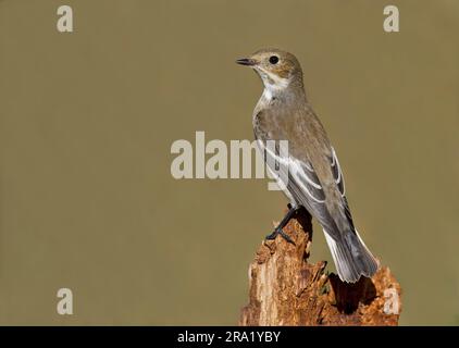 rattenfänger (Ficedula hypoleuca), weiblich auf einem faulen Baumstumpf, Italien Stockfoto