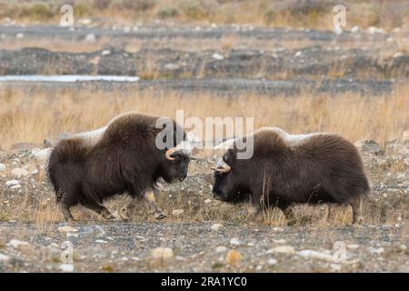 Moschus (Ovibos moschatus), zwei Kampfmoschusochsen in der Tundra, Norwegen, Dovrefjell Sunndalsfjella Nationalpark Stockfoto