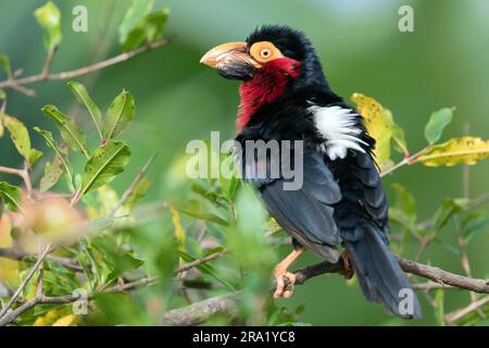 Barbet (Lybius dubius), der auf einem Ast auf einem Baum sitzt, Gambia Stockfoto