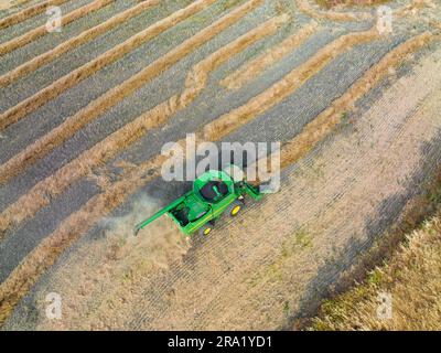 Luftaufnahme eines landwirtschaftlichen Schneidwerks, das auf einem Feld trockener Raps in Moolort im Zentrum von Victoria, Australien, arbeitet Stockfoto