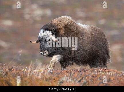 Muskox (Ovibos moschatus), Spaziergang in der Herbsttundra, Seitenansicht, Norwegen, Dovrefjell Sunndalsfjella Nationalpark Stockfoto