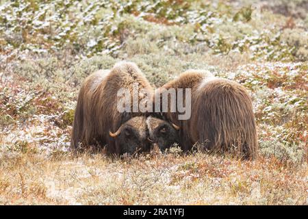 Muskox (Ovibos moschatus), zwei Moschusochsen in der Tundra, Norwegen, Dovrefjell Sunndalsfjella Nationalpark Stockfoto