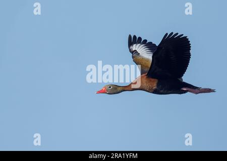 Rotschnabel-Pfeifente, Schwarzbauch-Pfeifente (Dendrocygna autumnalis), im Flug, Seitenansicht, USA, Texas Stockfoto