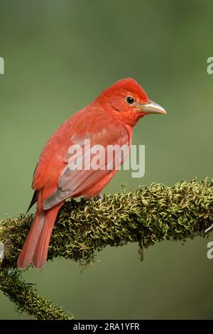 Sommertanager (Piranga rubra), männlicher Erwachsener, der auf einem Ast sitzt, USA, Texas Stockfoto