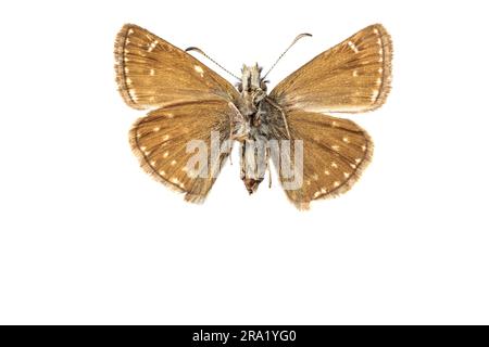 Schmuddeliger Skipper (Erynnis Tages), weiblich, Unterseite, ausgeschnitten Stockfoto