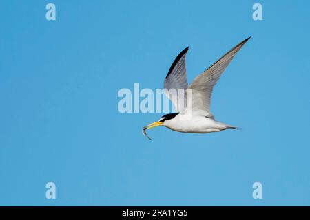 Am wenigsten Seezunge (Sternula antillarum, Sterna antillarum), die mit gefangenen Fischen im Schnabel fliegt, USA, Texas Stockfoto