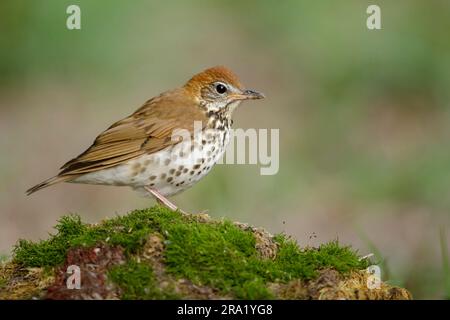 Holzsoße (Hylocichla mustelina), Erwachsene auf dem Boden, USA, Texas Stockfoto