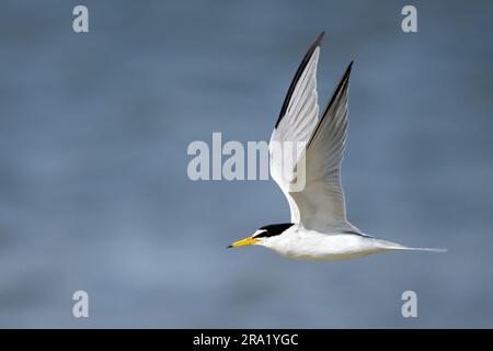 Die geringste Seezunge (Sternula antillarum, Sterna antillarum), Erwachsene in Zucht Gefieder im Flug an der Küste, USA, Texas Stockfoto