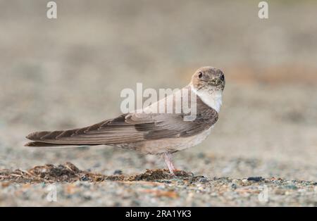 Crag martin (Ptyonoprogne rupestris, Hirundo rupestris), Sammlung von Nestmaterial am Boden, Italien Stockfoto