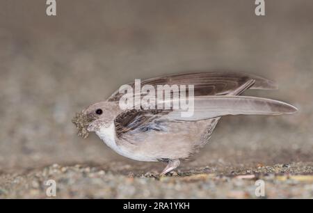 Crag martin (Ptyonoprogne rupestris, Hirundo rupestris), Nestmaterial am Boden sammeln, Seitenansicht, Italien Stockfoto