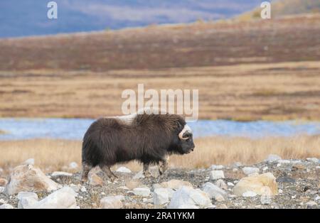 Muskox (Ovibos moschatus), Spaziergang in der Herbsttundra, Seitenansicht, Norwegen, Dovrefjell Sunndalsfjella Nationalpark Stockfoto