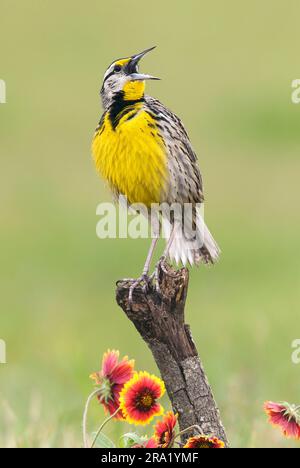 Östliche Wiesenarsche (Sturnella magna), männlicher Erwachsener, der im Zuchthupferl singt, USA, Texas Stockfoto