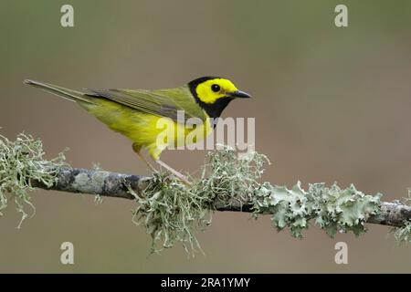 Kapuzenwarbler (Setophaga citrina, Wilsonia citrina), männlicher Erwachsener während der Frühjahrswanderung, USA, Texas Stockfoto