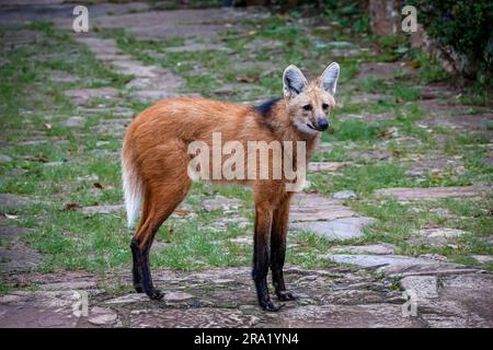 Mähnenwolf auf dem Weg des Heiligtums Caraca, vor der Kamera, Minas Gerais, Brasilien Stockfoto