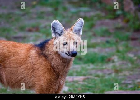 Nahaufnahme eines Mähnenwolfs auf einem Pfad des Sanctuary Caraca, Minas Gerais, Brasilien Stockfoto