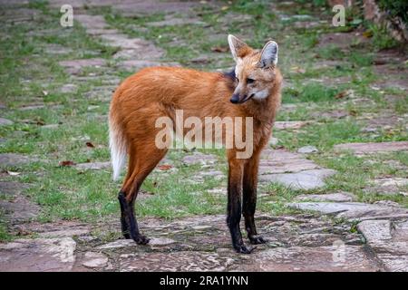 Mähnenwolf auf dem Weg zum Sanctuary Caraca, der nach links abbiegt, Minas Gerais, Brasilien Stockfoto