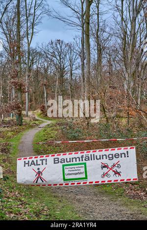 Geschlossener Waldweg durch BaumFällen, Deutschland, Hessen Stockfoto