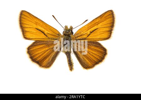 Kleiner Kapitän (Thymelicus sylvestris, Thymelicus flavus), männlich, oben, ausgeschnitten, Niederlande Stockfoto