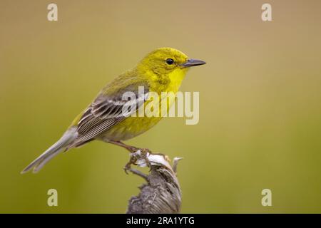 Kiefernsteinzwerg (Dendroica pinus), männlicher Erwachsener, der auf einer Pflanze sitzt, USA, Florida Stockfoto