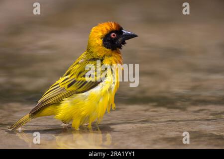 vitellinmaskenweber (Ploceus vitellinus), Baden, Gambia, Farabanta Stockfoto