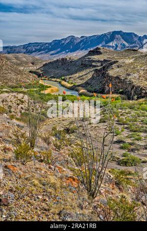 Sierra Madre Oriental in Mexiko in der Ferne, Rio Grande, Ocotillo in Blüte, Blick vom Hoodoos Trail, River Road, Big Bend Ranch State Park, Texas, USA Stockfoto