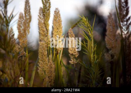 Braunes Gras, die von einem Lichtstrahl bei Sonnenuntergang auf der Wiese beleuchtet werden. Wunderschöner ländlicher Hintergrund mit wildem Gras auf dem Feld im Herbst. Konzentriere dich auf die Stockfoto