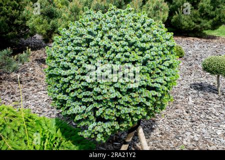 Picea sitchensis „Tenas“, Silber, Sitka Spruce, sphärisch, Nadelholz, Garten, Baumkugel Fichtengarten Stockfoto