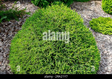 Picea omorika, Garten, Picea omorika 'Cinderella', Oval, Serbischer Spruzzzwerg, der langsam im Garten wächst Stockfoto