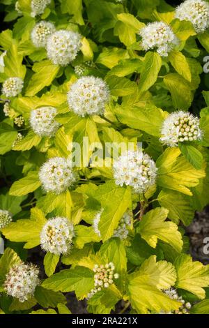 Physocarpus opulifolius „Luteus“ Zwerg Goldener Ninebark Physocarpus ribesifolius „Aureus“ Stockfoto