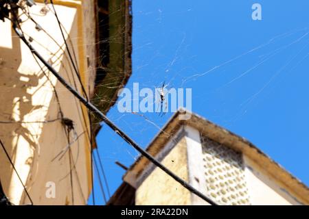 Eine Spinne, die mitten in der Luft von einem dünnen Draht vor dem Hintergrund eines Gebäudes hängt Stockfoto