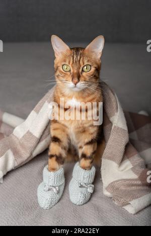 Eine Hauskatze in gestrickten Stiefeletten auf ihren Pfoten sitzt bedeckt mit einer Decke. Stockfoto