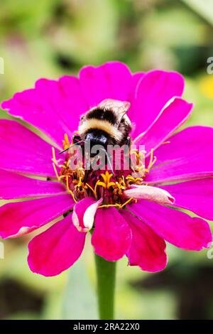 Hummel auf einer lila Blume, Nahaufnahme, Makrofoto Stockfoto