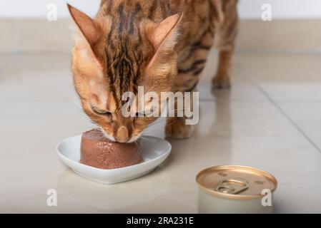 Bengalkatze isst ihre Nahrung in Form von Pastete. Selektiver Fokus. Stockfoto