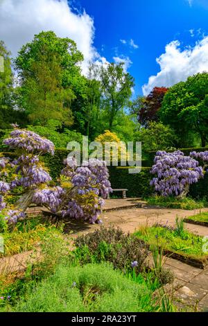 Die leuchtend blauen Blumen der Wisteria sinensis im gepflasterten Garten am Knightshayes Court, nr Tiverton, Devon, England, Großbritannien Stockfoto