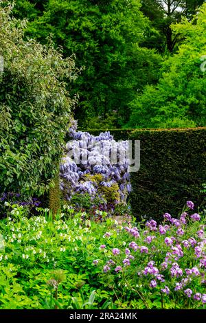 Die leuchtend blauen Blumen der Wisteria sinensis im gepflasterten Garten am Knightshayes Court, nr Tiverton, Devon, England, Großbritannien Stockfoto