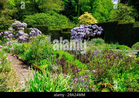 Die leuchtend blauen Blumen der Wisteria sinensis im gepflasterten Garten am Knightshayes Court, nr Tiverton, Devon, England, Großbritannien Stockfoto