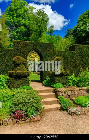 Die geschickte Kunst des Topiars, wie sie auf den Hecken in Form von Hunden in Knightshayes Court, nr Tiverton, Devon, England, Großbritannien zu sehen ist Stockfoto