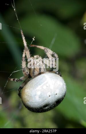 Vierfleckiger Orb Weaver Stockfoto