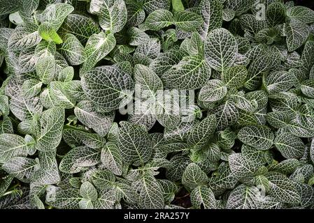 Fittonia albivenis blüht im Sommer wunderschön im Garten. Stockfoto