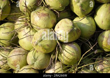 Gruppe frischer grüner Kokosnüsse auf dem Markt. Stockfoto