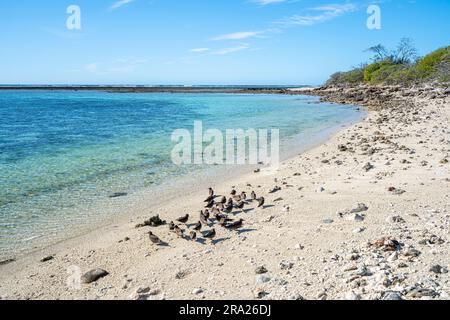 Korallenlagune rund um Lady Elliot Island, Great Barrier Reef, Queensland, Australien Stockfoto