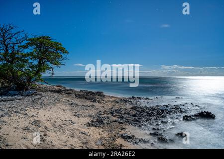 Küstenvegetation am Strand mit Korallenlagune rund um Lady Elliot Island, Great Barrier Reef, Queensland, Australien Stockfoto