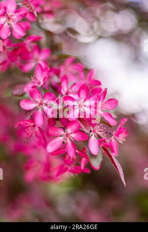 Rosa apfelblüten. Frühlingsblütengarten. Natürlicher Blumenhintergrund. Apfelkrabben Blumen in Zeitlupe. Verwischen Sie die Natur des Bokeh. Blütenknospen-Ästhetik. Pflaume Stockfoto