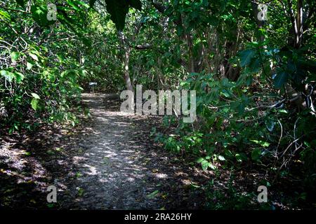 Nachwachsen der einheimischen Coral cay Pflanze, Lady Elliot Island, Queensland, Australien Stockfoto